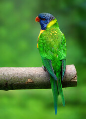 Rainbow lorikeet - Trichoglossus moluccanus