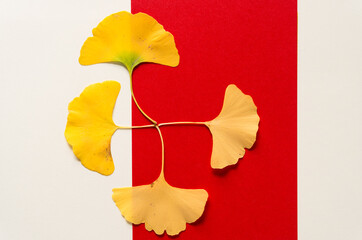 isolated ginkgo leaves on red paper
