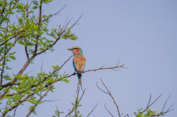 Lilac breasted roller in a tree