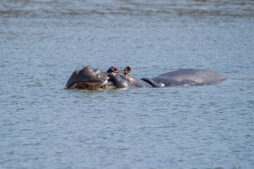 Hippo coming up from water to get some sun