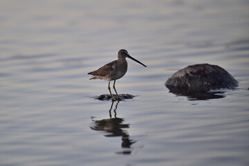 Long-Billed Curlew