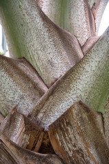 young coconut tree trunk close up