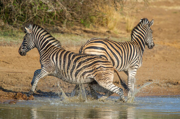 Fototapeta na wymiar Zebras running after being startled