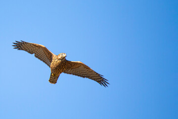 Kestrel against the blue sky at the time of the hunt
