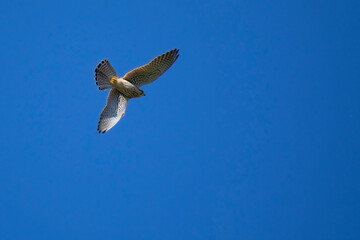 Kestrel against the blue sky at the time of the hunt