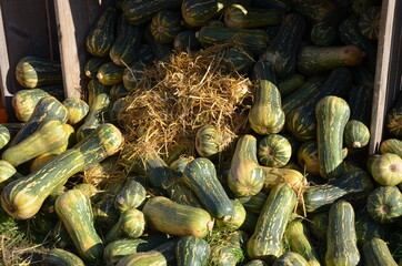 pumpkins and gourds