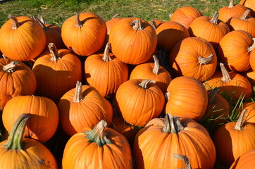 pile of pumpkins