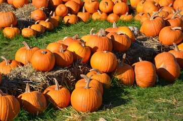 pumpkins on the ground
