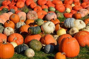 pumpkins and gourds