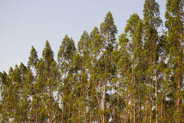 eucalyptus plantation in the blue sky