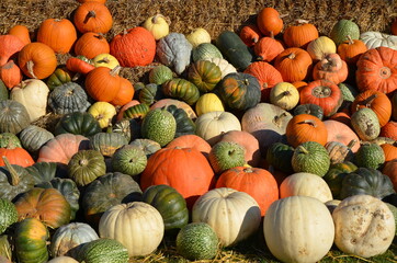 pumpkins and gourds