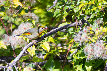 Multicolored Japanese nightingale on a tree branch with a bee in its beak in autumn