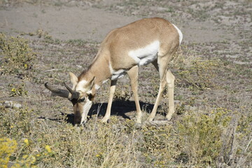 Pronghorn grazing on Antelope Island Utah