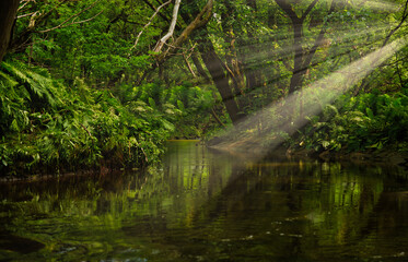 Rivière tropicale 