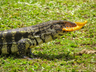 Lagarto-marau ou teiú comendo manga.