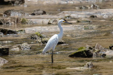 snowy egret (Egretta thula), small white heron, fishing with the beak in a stream in Bahia - Brazil