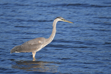 Great Blue Heron fishing in a marsh