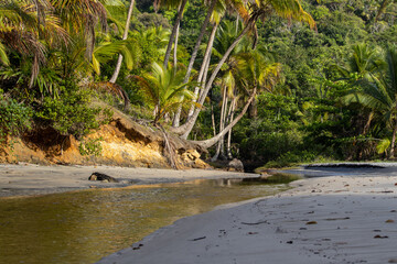 small stream in the Atlantic forest with coconut trees, on Engenhoca beach, in the city of Itacaré, state of Bahia, Brazil.