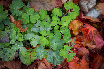Green Clover Glistining with morning dew contrasts the yellow and red falled autumn leaves