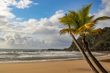 coconut trees on Engenhoca beach in Itacaré (Bahia, Brazil) - surf destination and family vacation