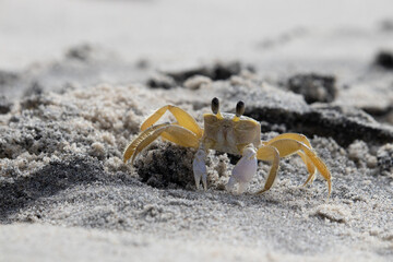 close up of an Atlantic ghost crab in the sand, Ocypode quadrata.