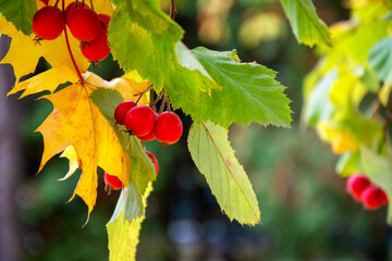 Hawthorn on a blurred background. Natural background with a green branch with berries.