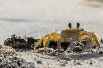 close up of an Atlantic ghost crab in the sand, Ocypode quadrata.
