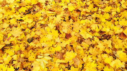 Maple leaves. Fallen leaves in the park near the trees.