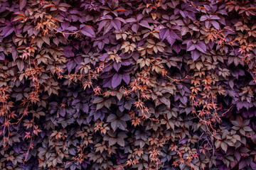 Wall of wild grapes, background, texture. Toned image