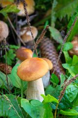 Porcini mushrooms in the grass in the forest. Cones in the grass.