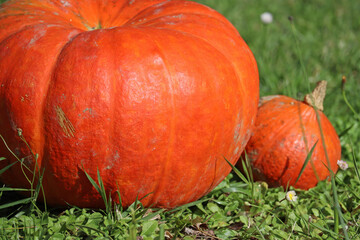Harvest time and Halloween is coming: pumpkins in the garden