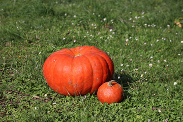 Harvest time and Halloween is coming: pumpkins in the garden