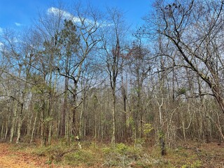 Nature background in rural Georgia fall season