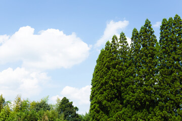 杉木立と夏の空
