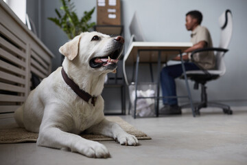 Portrait of big white dog laying on floor in office interior with people working in background, pet...
