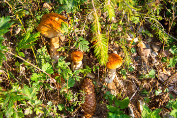 White mushrooms. Family of mushrooms in the grass in the forest. Forest edible mushrooms.