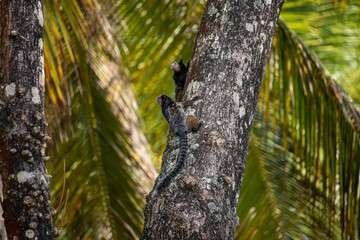 black-tufted marmoset (callithrix penicillata) small monkey in tree - species of primate typical of the Atlantic forest