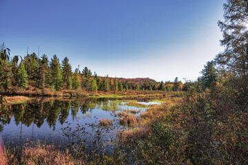 Bog with Trees in Forest with Blue Sky