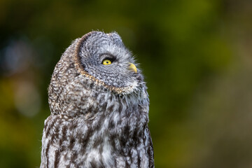 Great Gray Owl looking up.