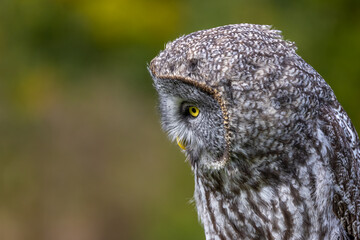 Great Gray Owl looking down.