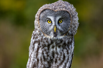 Great Gray Owl staring at you.