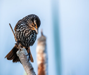 Female Redwing Blackbird perched on a cat tail.