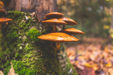 Mushrooms in forest day time