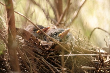 Little Wattlebird nestlings (Anthochaera chrysoptera), South Australia