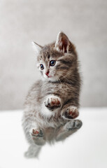 Tabby kitten on white background bottom view. Cat paws and tummy view from below. Beautiful playful...