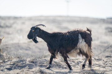 Fototapeta na wymiar domestic goat or goat, Capra hircus, walking on the field