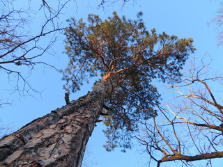 Pine Tree