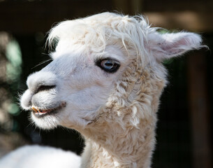 white llama portrait