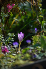 Obraz premium Colchicum flowers close-up on a flower bed