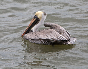 pelican on the beach